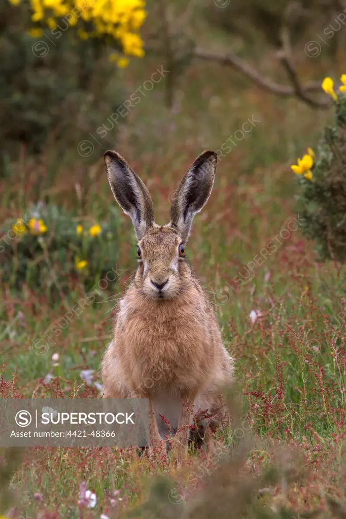Brown Hare watching from Gorse bush. Havergate Island Suffolk.