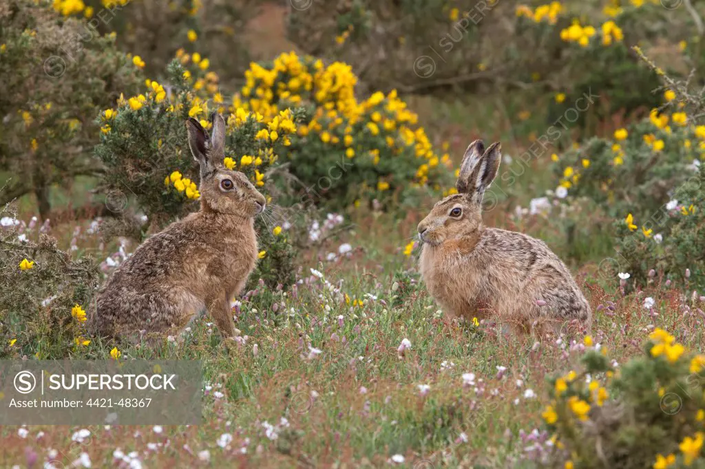 Brown Hares watching from Gorse bush. Havergate Island Suffolk.