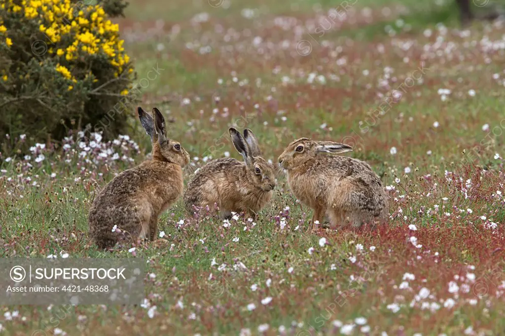 Group of Brown Hares on Havergate Island, Suffolk.
