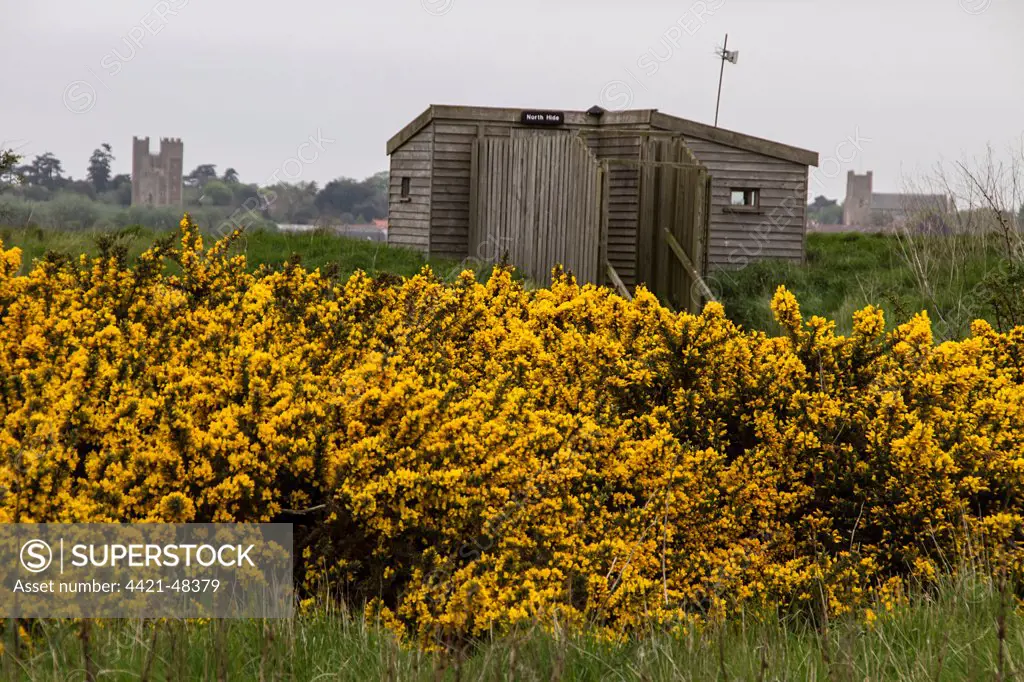 North Hide on Havergate Island looking towards Orford Castle and Church with flowering gorse bush in foreground.