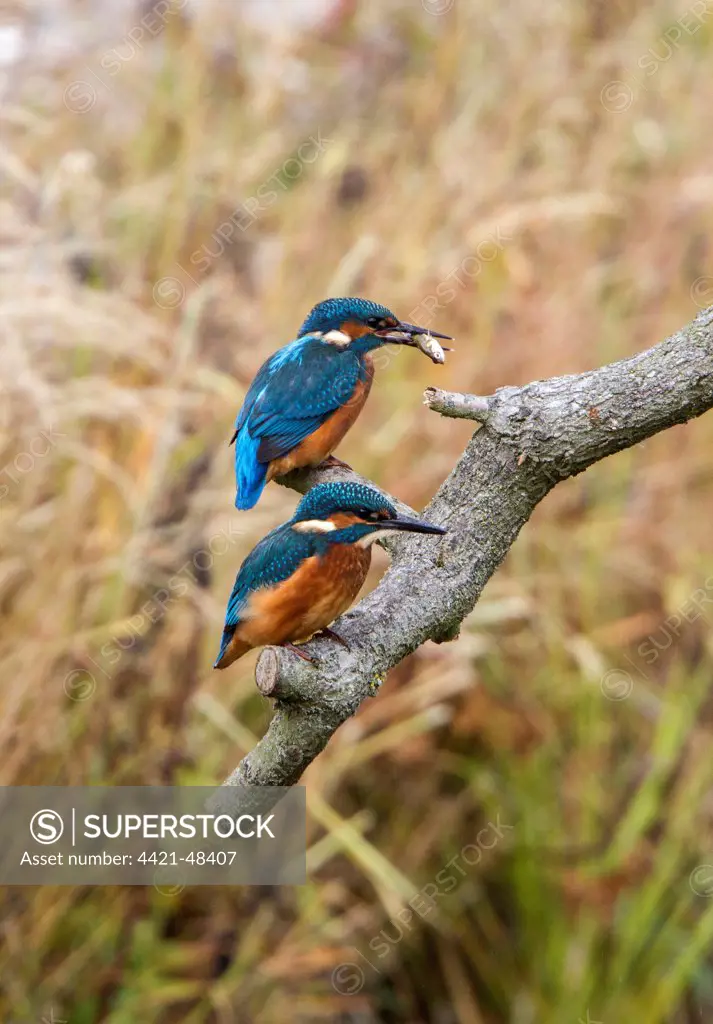 Two Kingfishers one with a Stickleback fish. Lackford Lakes, Suffolk. Juvenile bird has white tip to bill.