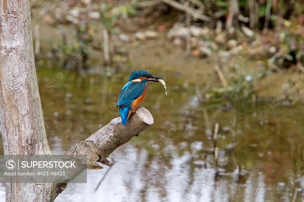Common Kingfisher with Stickleback - Lackford Lake, Suffolk.