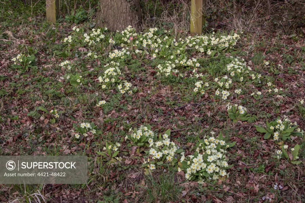 Common Primrose flowering on woodland edge