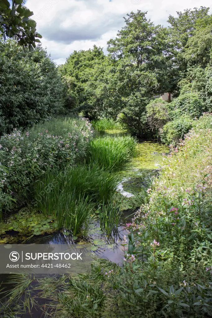 The River Gipping at Stowmarket, Suffolk. Mid-summer and the river flow is low with lots of vegitation growing in the slow moving water