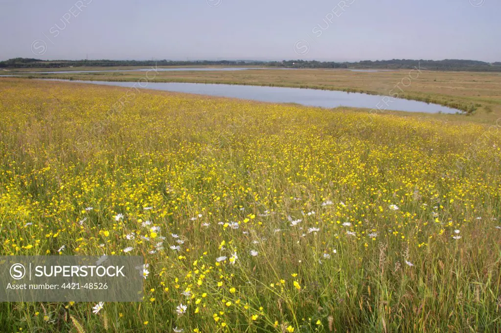 View of wildflower meadow with flowering Meadow Buttercup (Ranunculus acris) and Oxeye Daisy (Leucanthemum vulgare), with freshwater pools on site of former opencast coal mine, St. Aidans RSPB Reserve, West Yorkshire, England, June