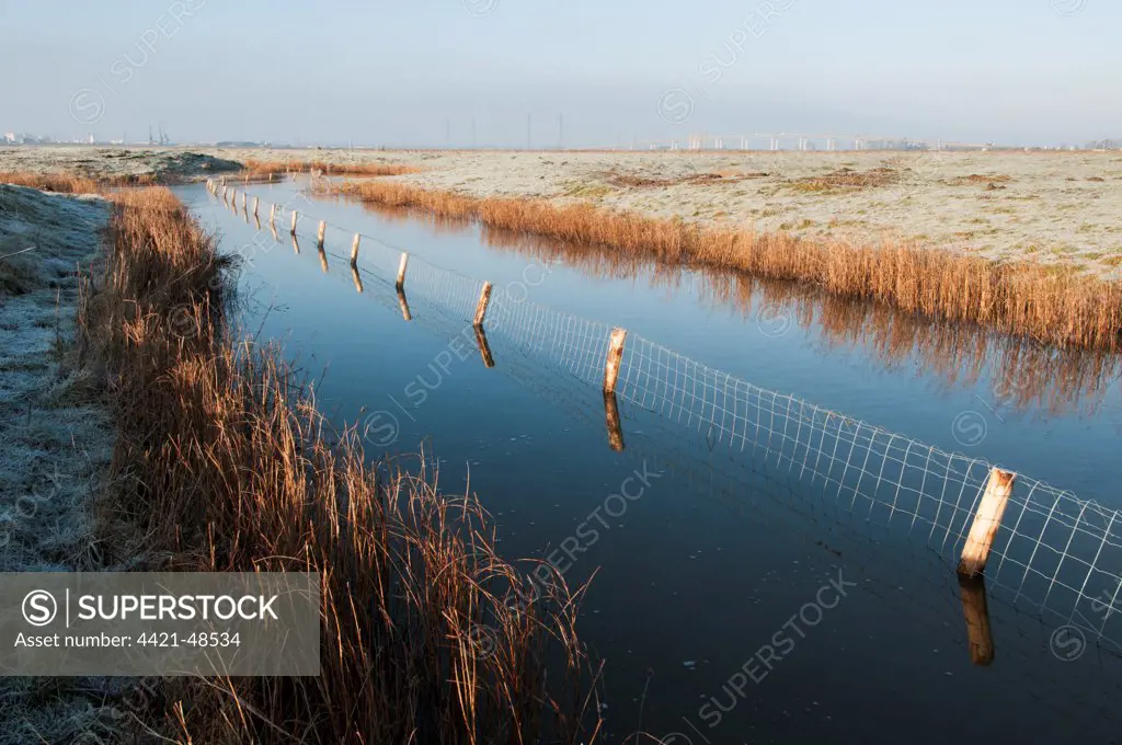 Predator control fence on reserve, Elmley Marshes N.N.R., North Kent Marshes, Isle of Sheppey, Kent, England, March