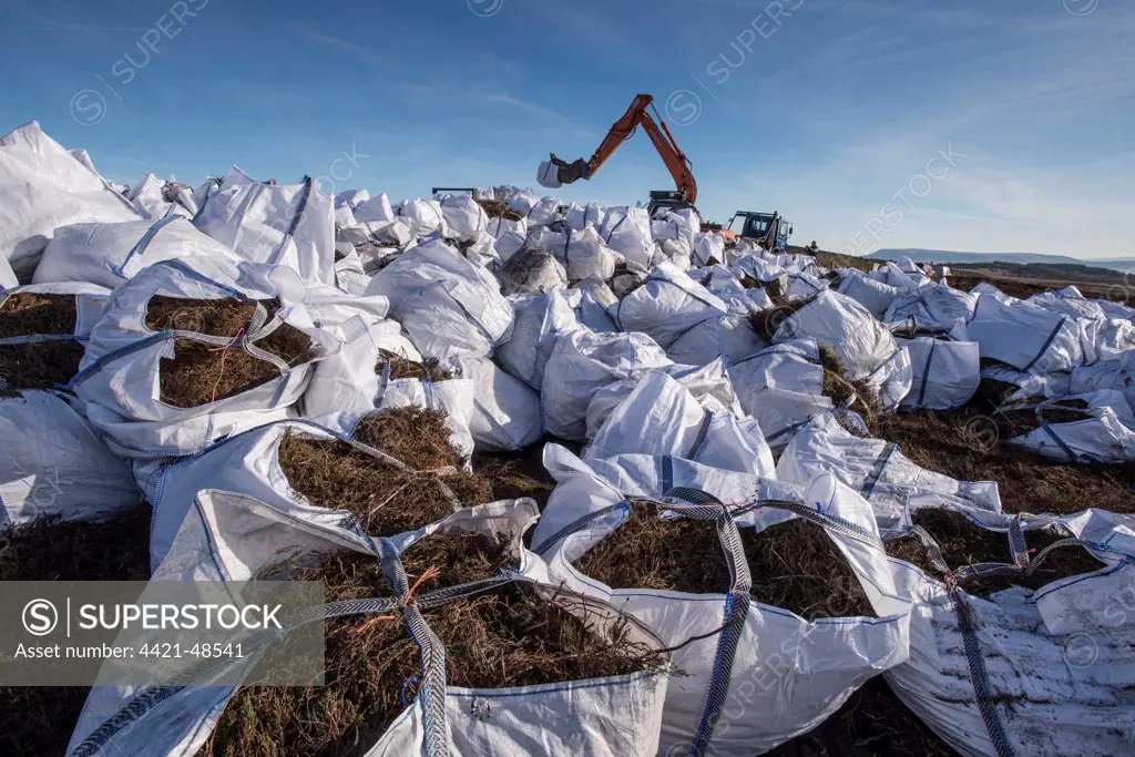 Heather cut and bagged for transport to Kinder Scout, Peak District, to protect and re-seed areas of bare soil, Longridge Fell, Forest of Bowland, Lancashire, England, February