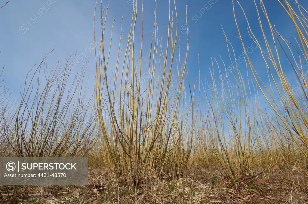Biomass crop, Willow (Salix sp.) coppice, Vastergotland, Sweden, spring
