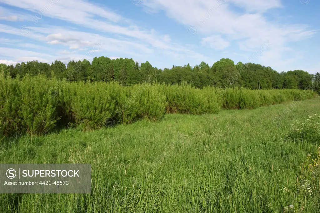 Biomass crop, Willow (Salix sp.) coppice, Sweden, june