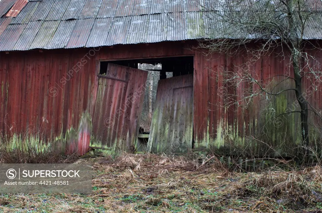 Derelict red barn, corrugated tin roof, Sweden