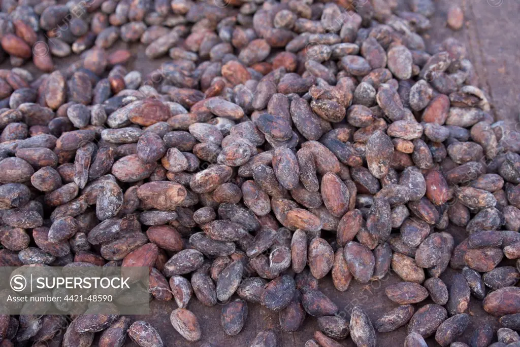 Cocoa (Theobroma cacao) crop, close-up of fermented beans drying naturally on plantation, Belmont Estate, Grenada, Grenadines, Windward Islands, Lesser Antilles, August