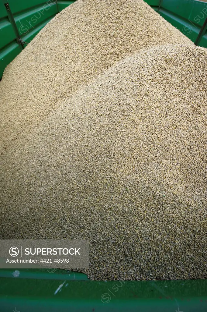 Barley (Hordeum vulgare) crop, harvested grain in trailer, Sweden, september