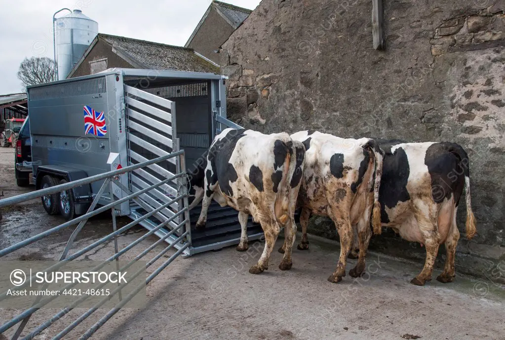 Cattle farming, loading cull dairy cows onto livestock trailer, Barton, Lancashire, England, March