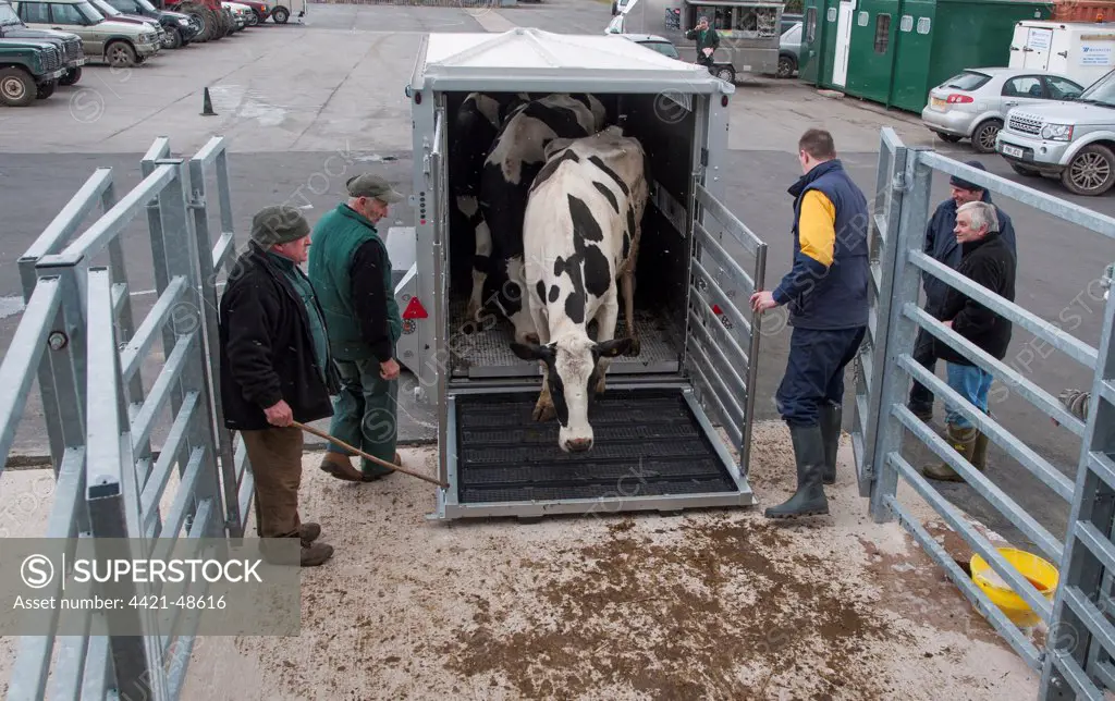 Cattle farming, unloading cull dairy cows from livestock trailer, Brock Livestock Market, Lancashire, England, March