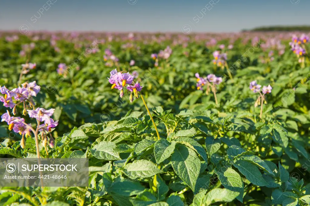 Potato (Solanum tuberosum) 'Lady Rosetta' crop, flowering in commercial field, Norfolk, England, July