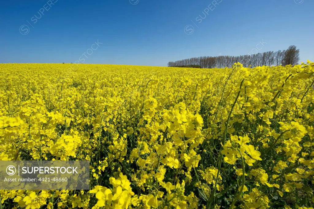 Oilseed Rape (Brassica napus) crop, flowering in field, Waabs, Schleswig-Holstein, Germany, may