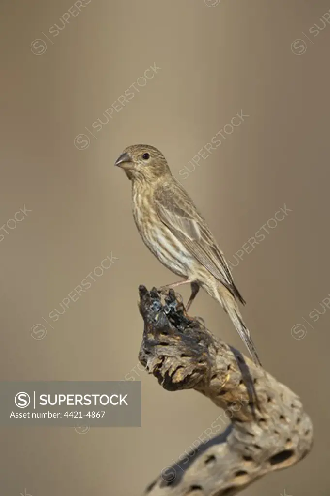 House Finch (Carpodacus mexicanus) adult female, perched on cactus skeleton, Arizona, U.S.A., march