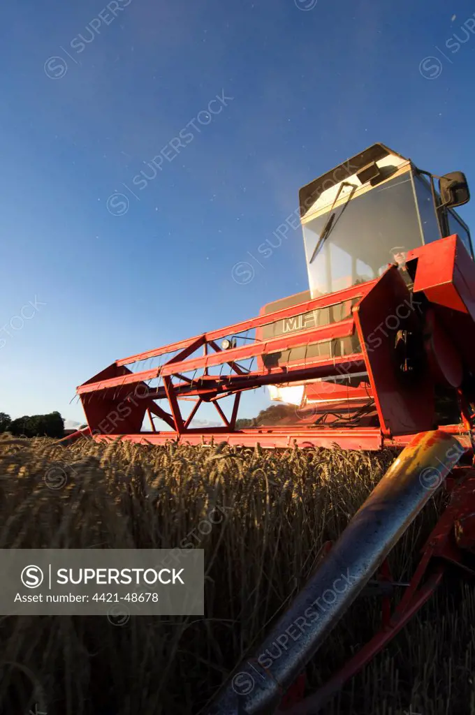 Wheat (Triticum aestivum) crop, Massey Ferguson combine harvester, close-up of header, harvesting ripe field, Sweden