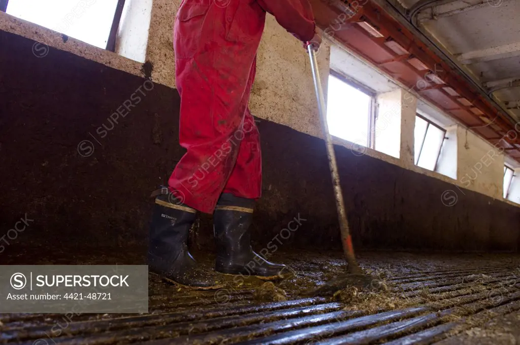 Dairy farmer cleaning milking parlour with scrapper after morning milking, Tierp, Sweden, july