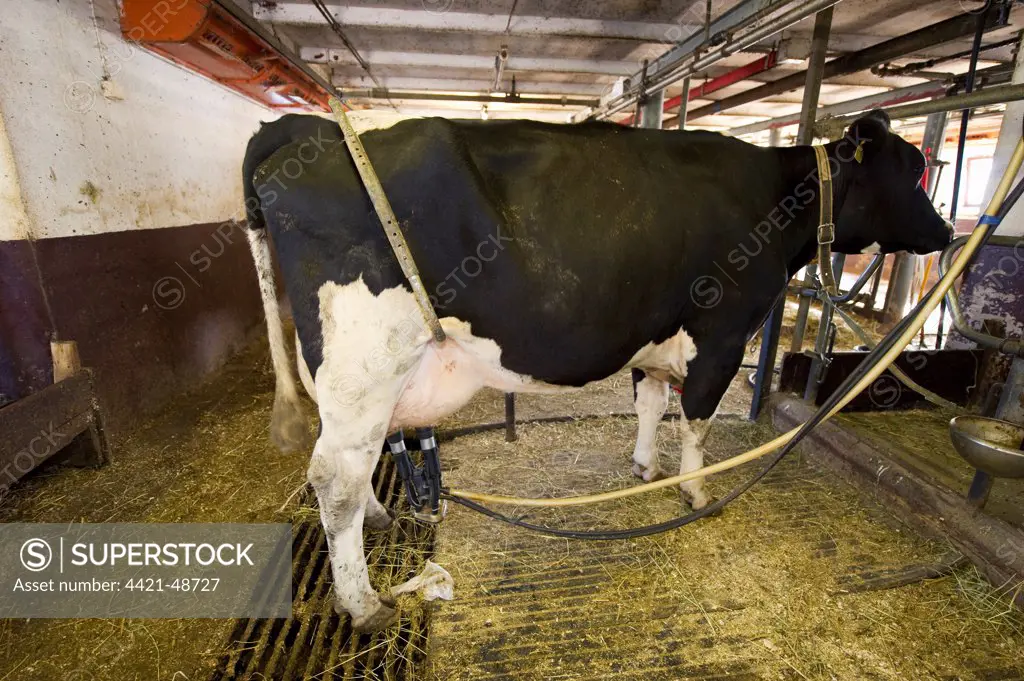 Dairy farming, dairy cow, with bow to prevent kicking, being milked in milking parlour, Sweden, july