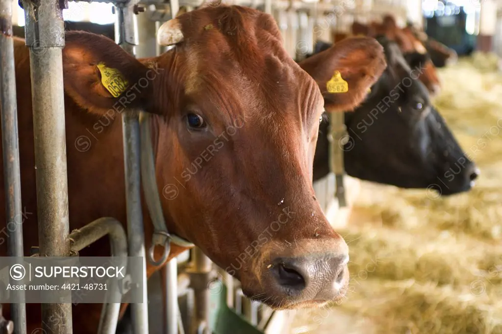 Dairy farming, dairy cows, close-up of head, herd feeding on silage from passage in milking parlour, Sweden, july