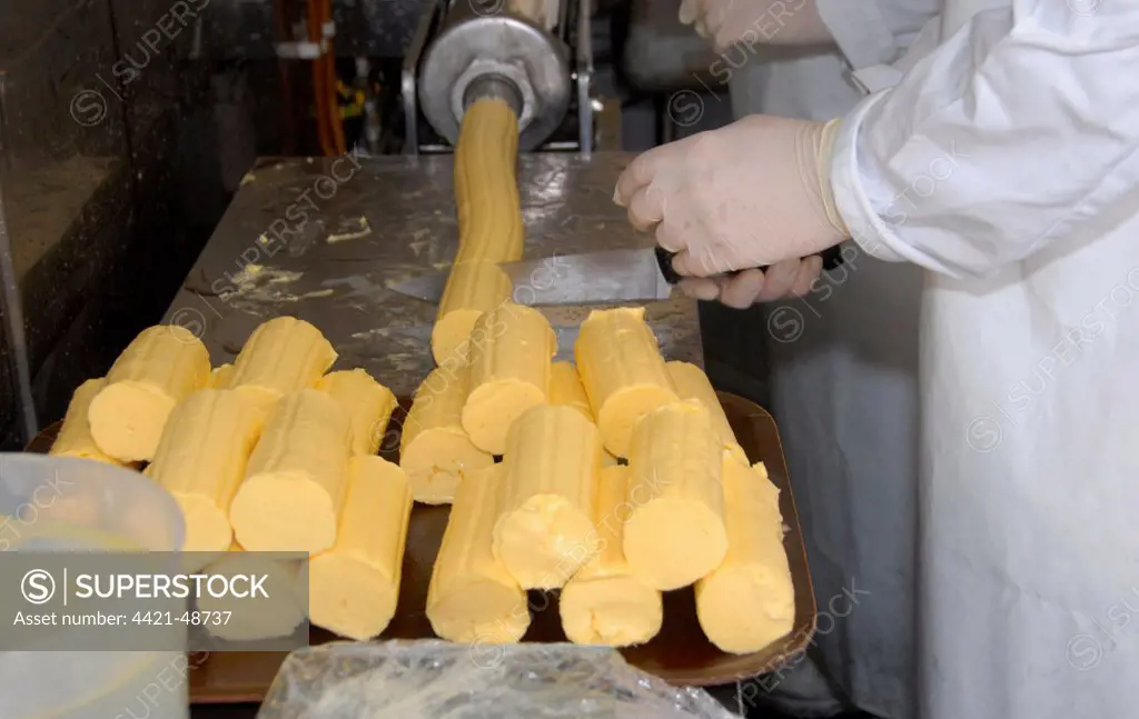 Worker cutting up butter patts, making organically made butter from unpasteurized milk, on organic dairy farm, Hook and Son, Longleys Farm, near Hailsham, Pevensey Levels, East Sussex, England, April