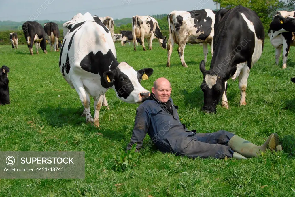 Dairy farmer Steve Hook with Friesian cows in herd on organic dairy farm, featured in 'The Moo Man' documentary film, Hook and Son, Longleys Farm, near Hailsham, Pevensey Levels, East Sussex, England, April 2011