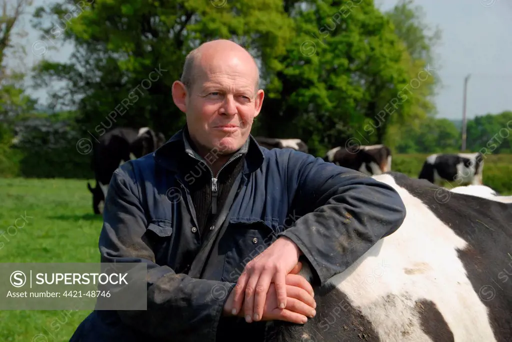 Dairy farmer Steve Hook with Friesian cows in herd on organic dairy farm, featured in 'The Moo Man' documentary film, Hook and Son, Longleys Farm, near Hailsham, Pevensey Levels, East Sussex, England, April 2011