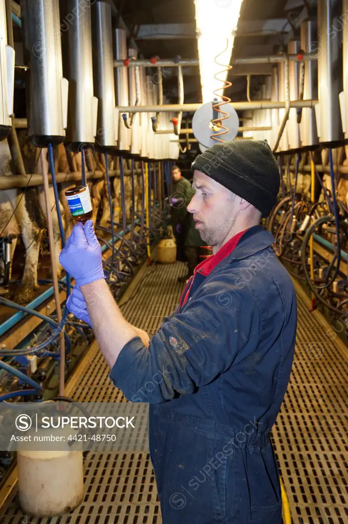 Dairy farming, farmer preparing injection for cow, in milking parlour, North Yorkshire, England, November