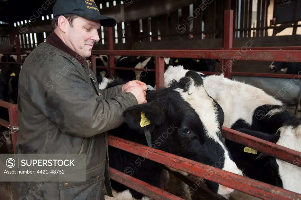 Dairy farming, herdsman putting electronic radio collar on cow, which detects when it is on heat, England, November