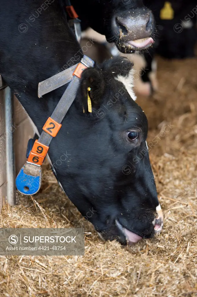 Dairy farming, dairy cow, with radio identification collar, feeding on mixed silage ration through feed barrier, North Yorkshire, England, November