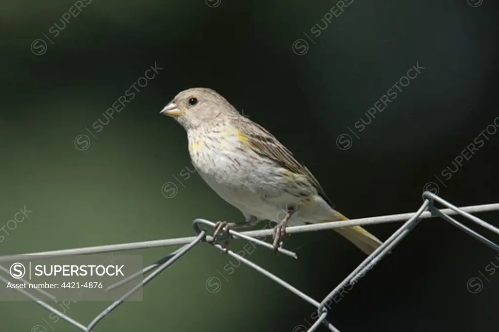 Saffron Finch (Sicalis flaveola) juvenile male, perched on wire fence, Costanera Sur Nature Reserve, Buenos Aires Province, Argentina, february