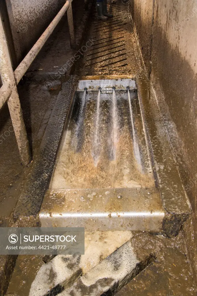 Dairy farming, automatic washing and filling formaldehyde footbath used after milking dairy cows in Alpha Laval 50 point rotary parlour, Lancashire, England, April
