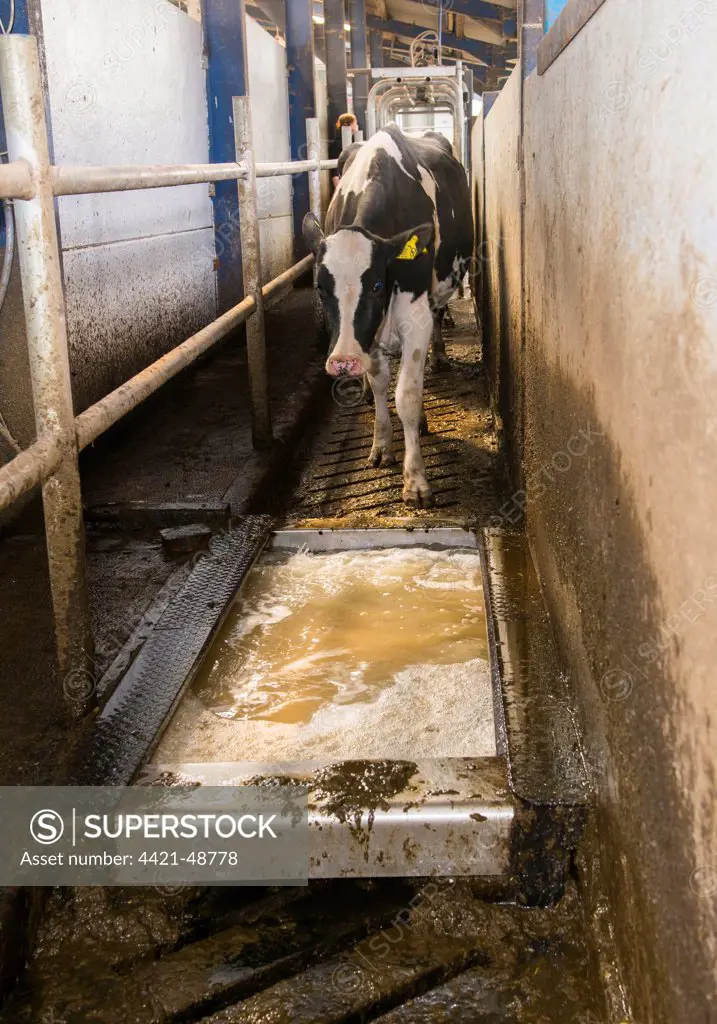 Dairy farming, Holstein cows going through formaldehyde footbath after milking in Alpha Laval 50 point rotary parlour, Lancashire, England, April