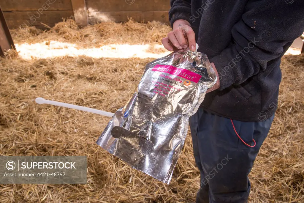 Dairy farming, farmer with colostrum in bag for first feed of calves, in straw calving yard, Cheshire, England, May