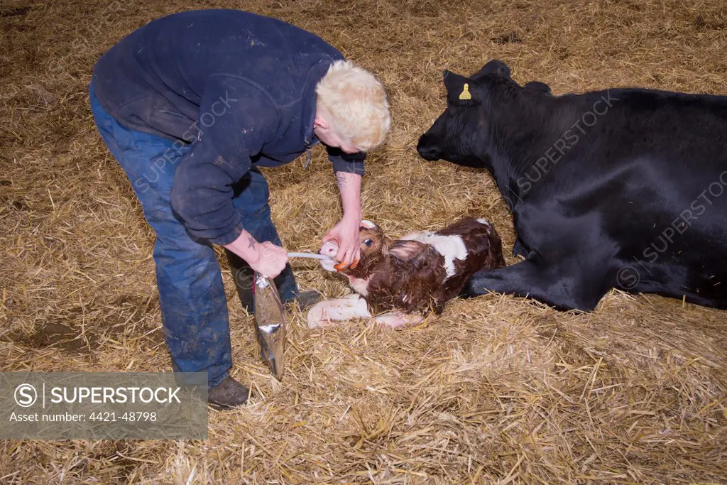 Dairy farming, farmer with colostrum in bag for first feed of calves, with newly born Red Holstein bull calf and Holstein cow in straw calving yard, Cheshire, England, May