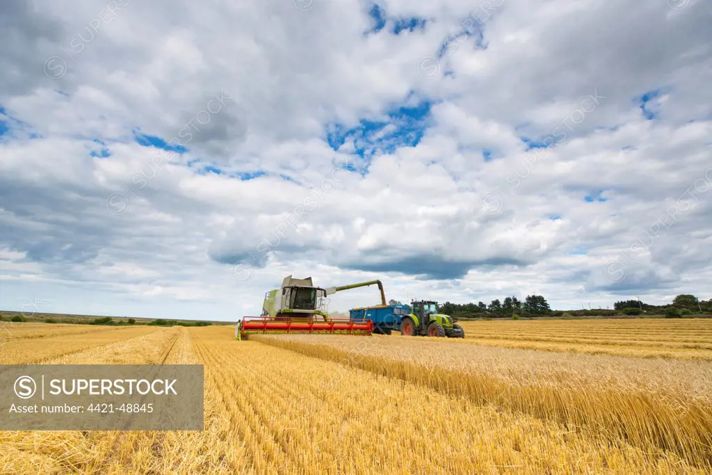 Claas combine harvester, harvesting Barley (Hordeum vulgare) 'Flagon' crop, filling trailer pulled by tractor with grain, in coastal farmland, Norfolk, England, August