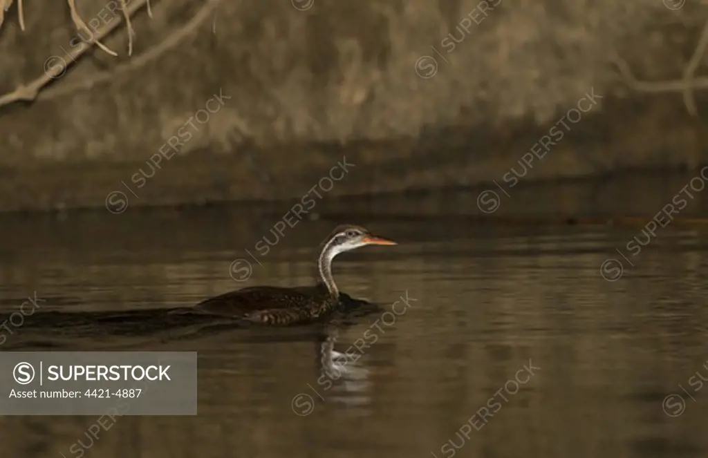 African Finfoot (Podica senegalensis) adult male, swimming in river, Gambia, january