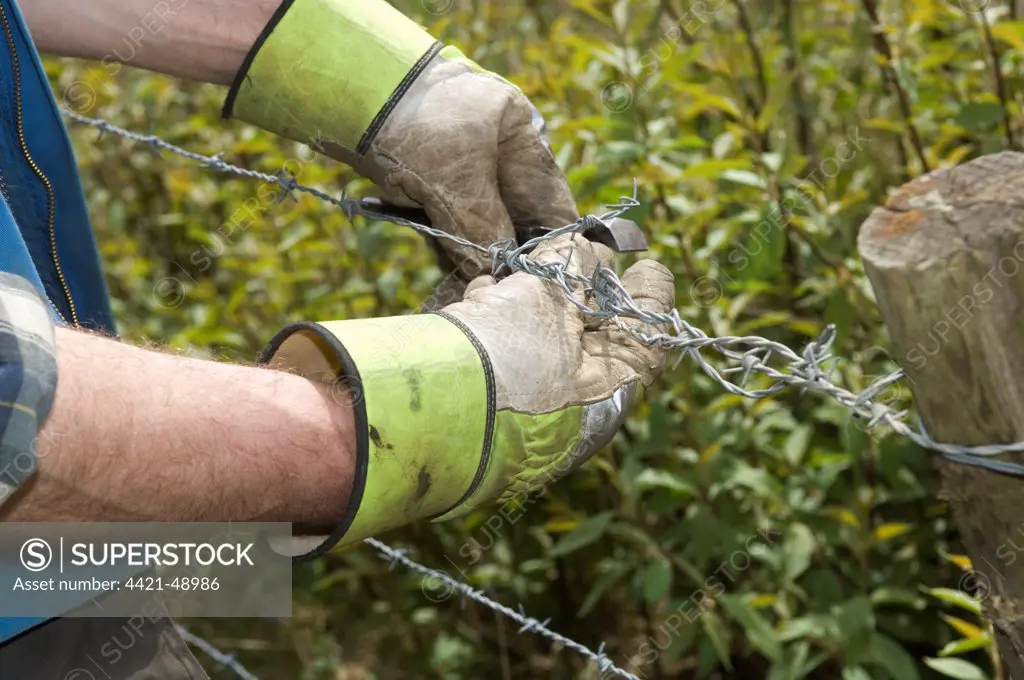 Farmer fencing with barbed wire, twisting wire with pliers, Sweden, spring