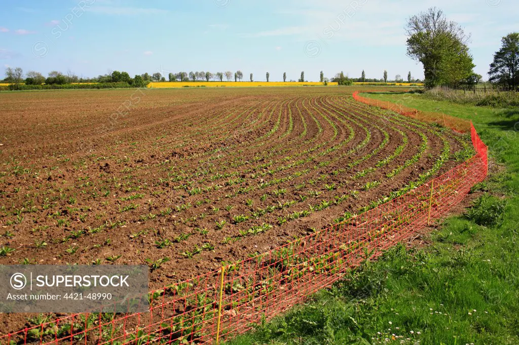 Electric rabbit fence at edge of arable field, to protect Sugar Beet (Beta vulgaris) crop from feeding damage, Bacton, Suffolk, England, May
