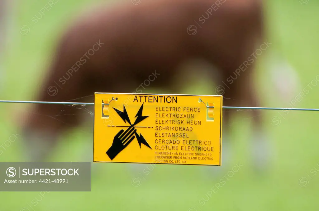 'Attention, Electric Fence' sign on electric fence wire, with cattle grazing on pasture in background, Norfolk, England, June