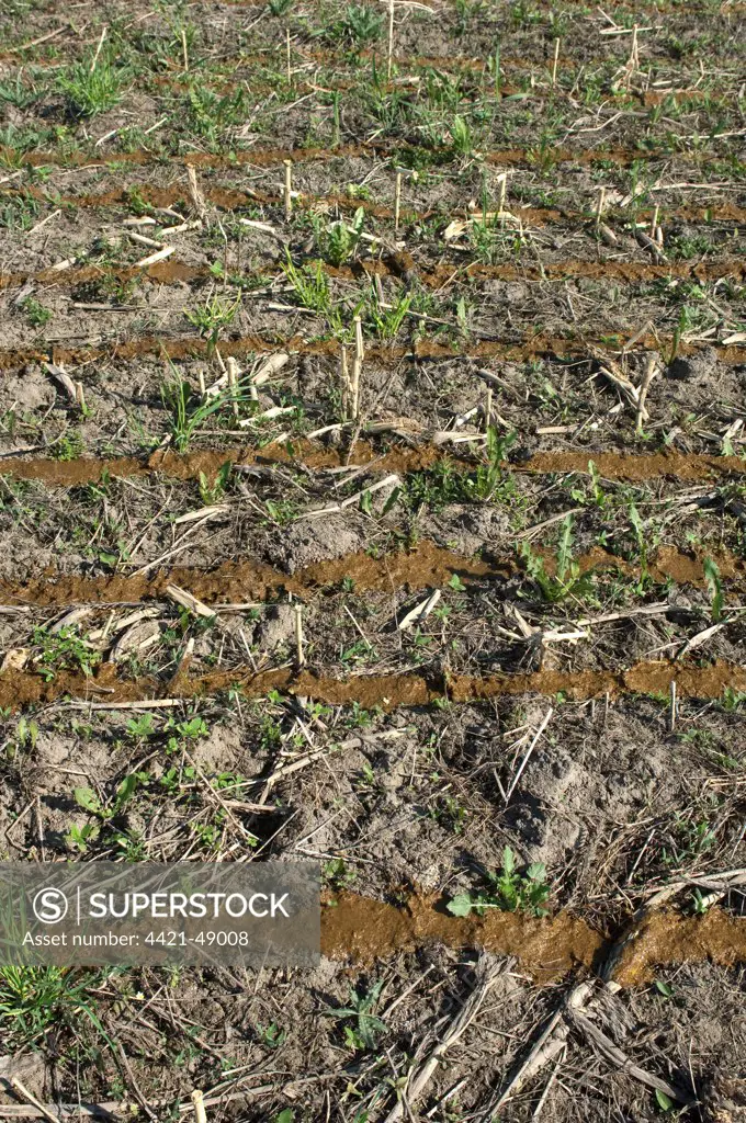 Slurry spread onto stubble field, from slurry tanker and slurry injector, Sweden, may