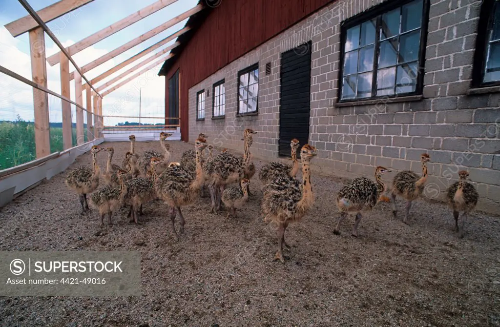 Ostrich (Struthio camelus) farming, run and housing with young ostriches, Sweden