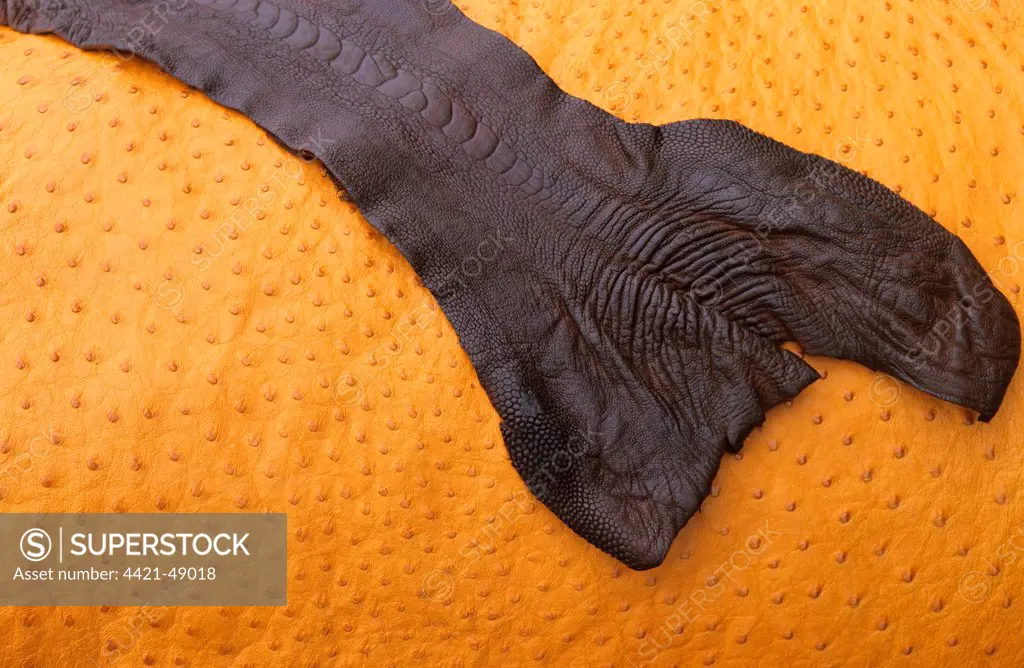 Ostrich (Struthio camelus) farming, close-up of Ostrich skin leather, Sweden