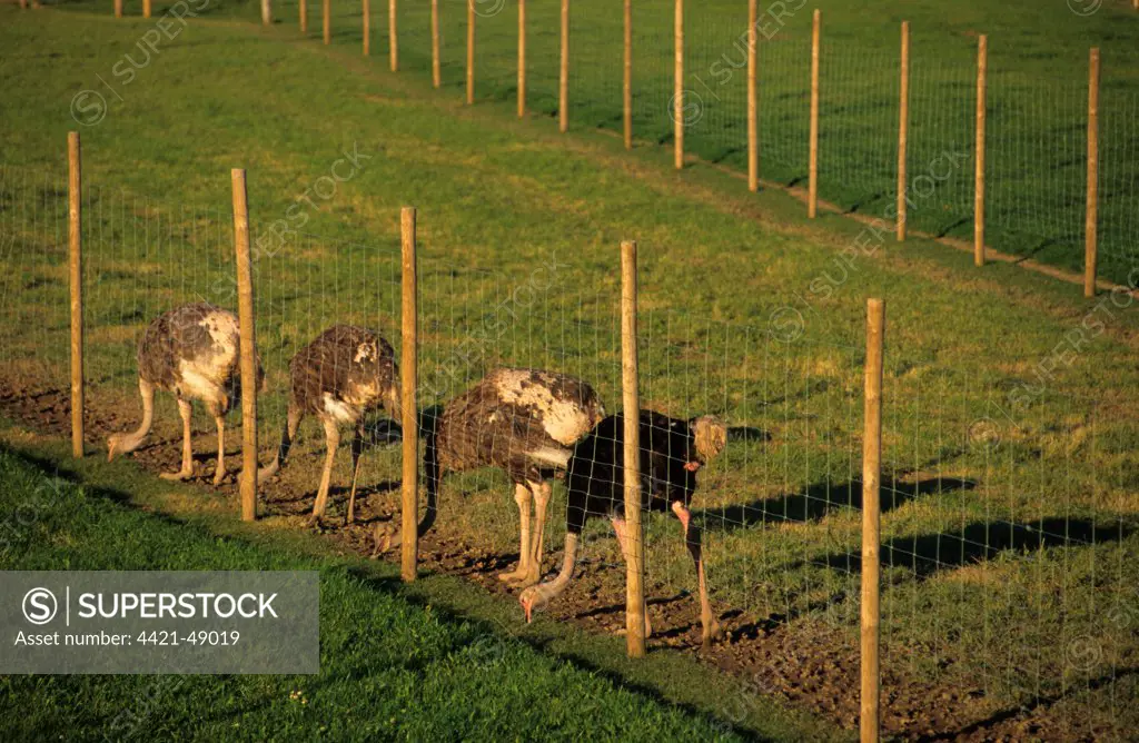 Ostrich (Struthio camelus) farming, adult male and females, feeding on grass through wire fence, Sweden