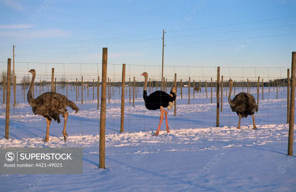 Ostrich (Struthio camelus) farming, adult male and females in snow, Sweden