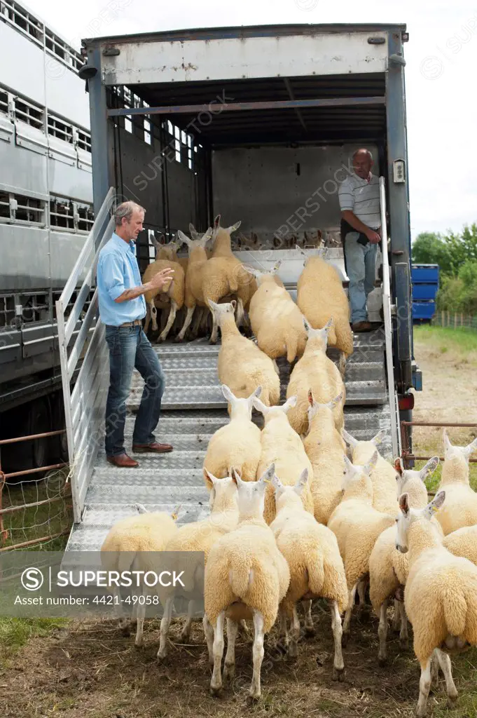 Sheep farming, farmer counting and loading sheep into livestock trailer at sale, Thame Sheep Fair, Oxfordshire, England, August