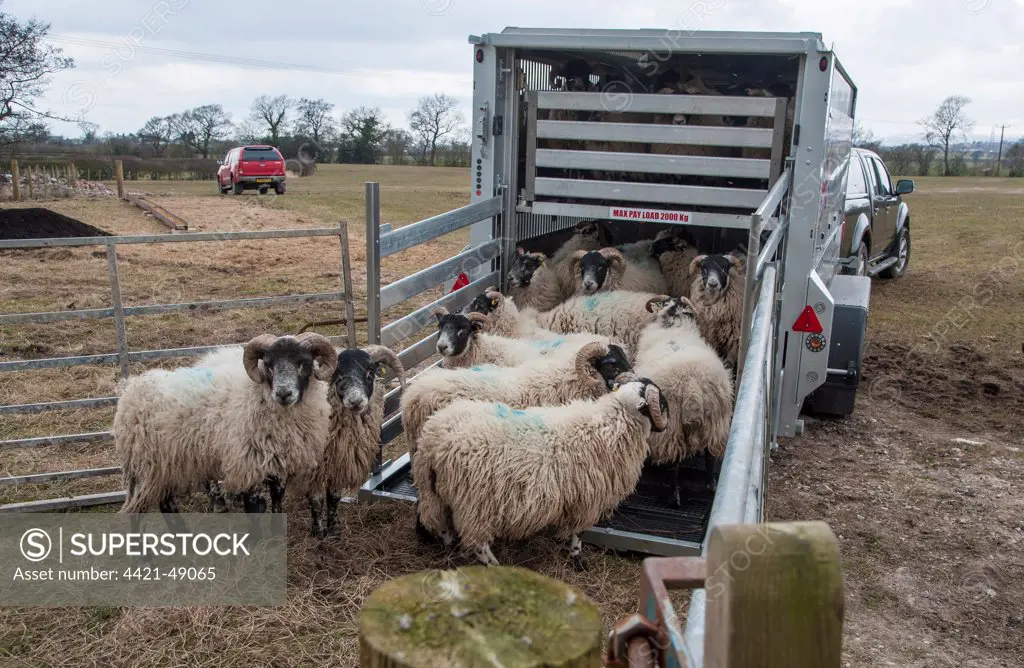 Sheep farming, loading Scottish Blackface ewes onto livestock trailer, Grimsargh, Lancashire, England, March