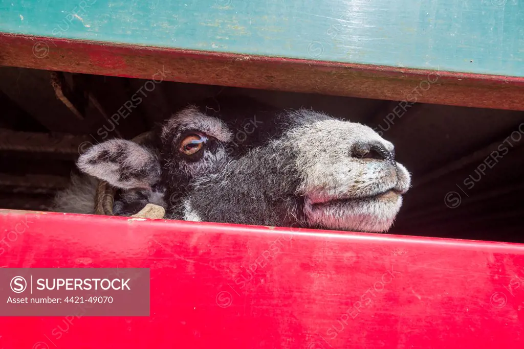 Sheep farming, Swaledale ewe looking out from livestock trailer, Chipping, Lancashire, England, April