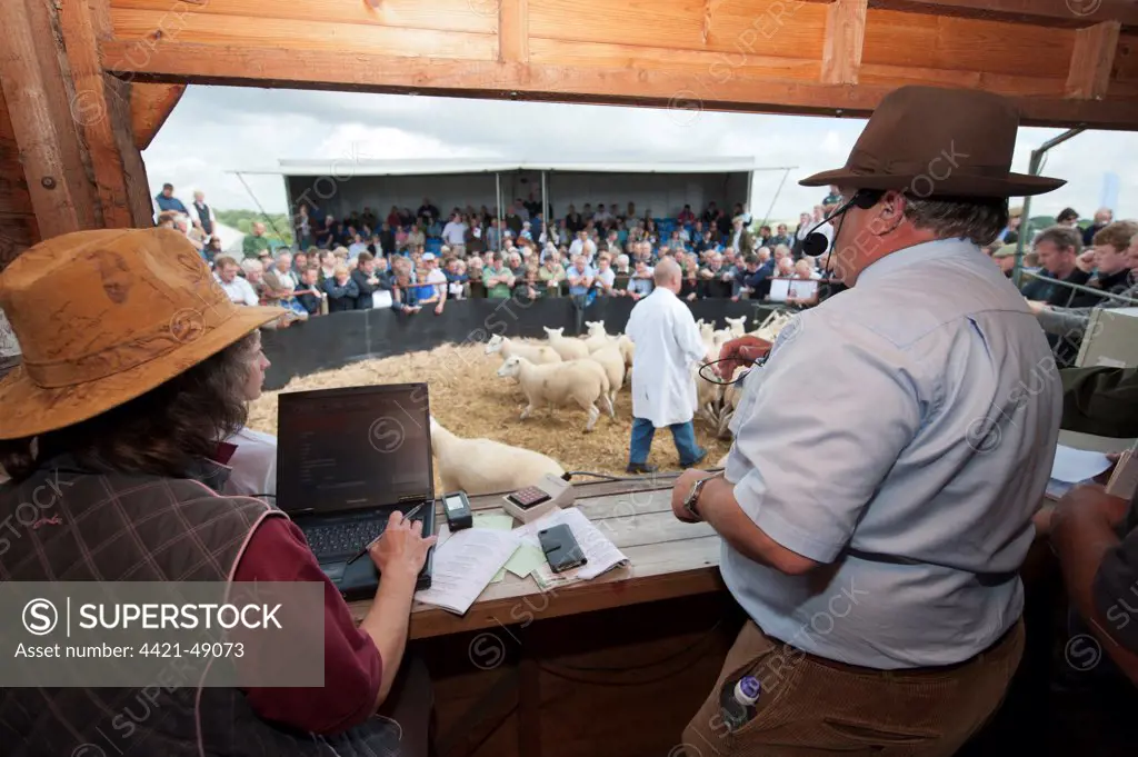 Sheep farming, auctioneer selling breeding ewes in auction ring at sale, Thame Sheep Fair, Oxfordshire, England, August
